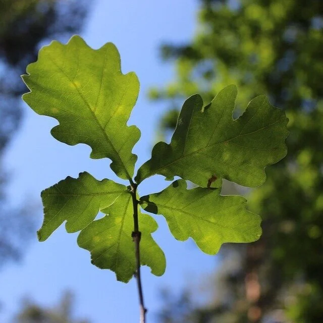 Kinder der Waldgruppe beim Spielen im Wald
